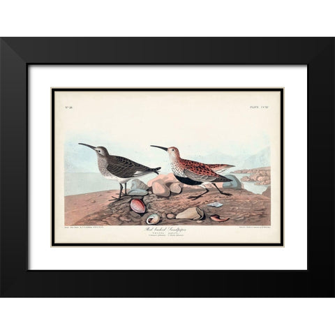 Pl. 290 Red-backed Sandpiper Black Modern Wood Framed Art Print with Double Matting by Audubon, John James