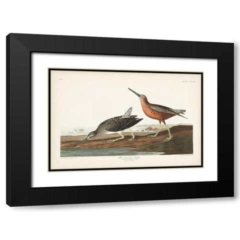 Pl. 335 Red-breasted Snipe Black Modern Wood Framed Art Print with Double Matting by Audubon, John James