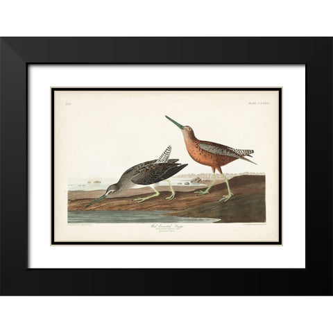 Pl. 335 Red-breasted Snipe Black Modern Wood Framed Art Print with Double Matting by Audubon, John James
