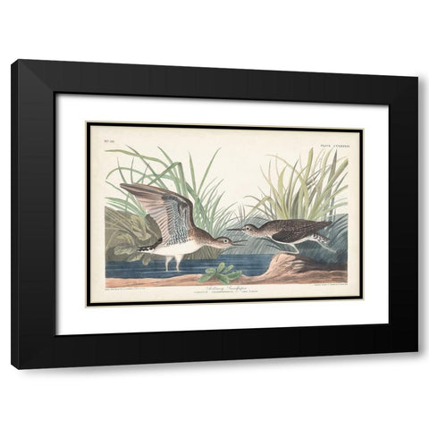 Pl. 289 Solitary Sandpiper Black Modern Wood Framed Art Print with Double Matting by Audubon, John James