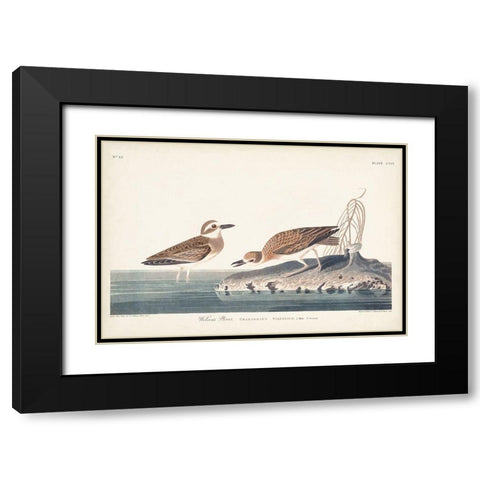Pl. 209 Wilsons Plover Black Modern Wood Framed Art Print with Double Matting by Audubon, John James