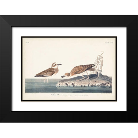 Pl. 209 Wilsons Plover Black Modern Wood Framed Art Print with Double Matting by Audubon, John James