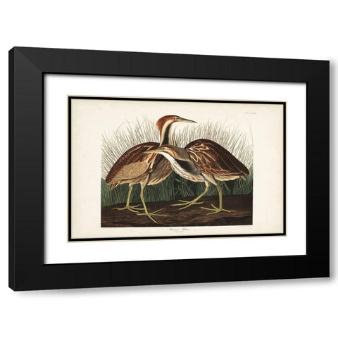 Pl. 337 American Bittern Black Modern Wood Framed Art Print with Double Matting by Audubon, John James