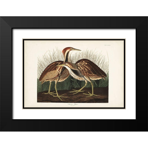 Pl. 337 American Bittern Black Modern Wood Framed Art Print with Double Matting by Audubon, John James