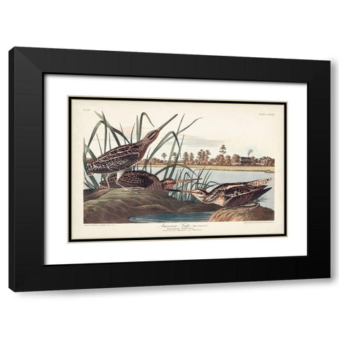 Pl. 243 American Snipe Black Modern Wood Framed Art Print with Double Matting by Audubon, John James