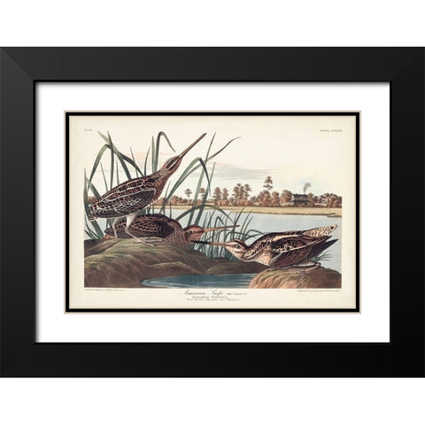 Pl. 243 American Snipe Black Modern Wood Framed Art Print with Double Matting by Audubon, John James