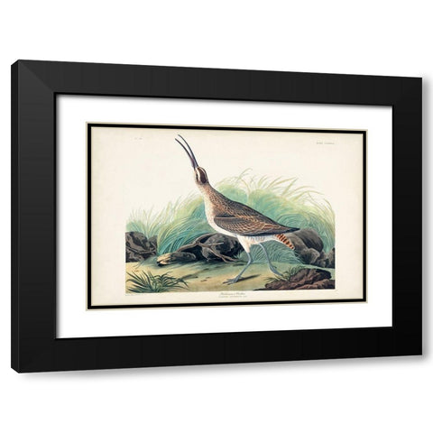 Pl. 237 Hudsonian Curlew Black Modern Wood Framed Art Print with Double Matting by Audubon, John James