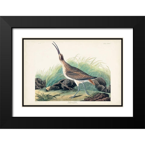 Pl. 237 Hudsonian Curlew Black Modern Wood Framed Art Print with Double Matting by Audubon, John James