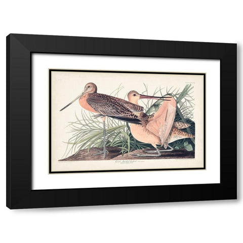 Pl. 238 Great Marbled Godwit Black Modern Wood Framed Art Print with Double Matting by Audubon, John James