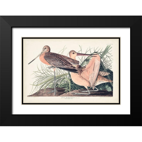 Pl. 238 Great Marbled Godwit Black Modern Wood Framed Art Print with Double Matting by Audubon, John James