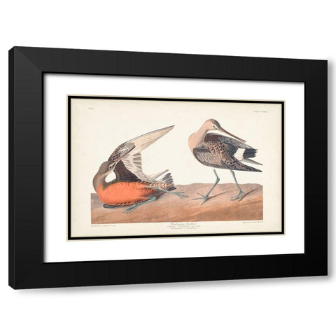Pl. 258 Hudsonian Godwit Black Modern Wood Framed Art Print with Double Matting by Audubon, John James