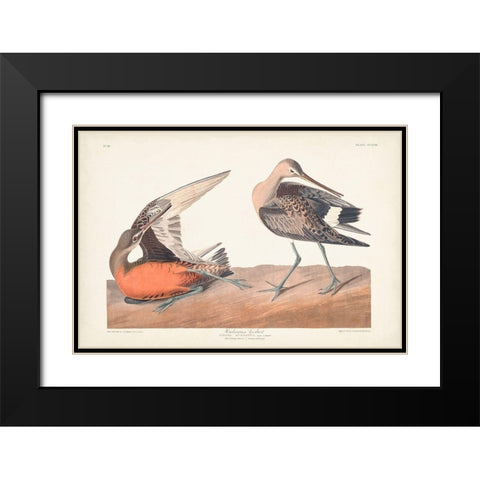 Pl. 258 Hudsonian Godwit Black Modern Wood Framed Art Print with Double Matting by Audubon, John James