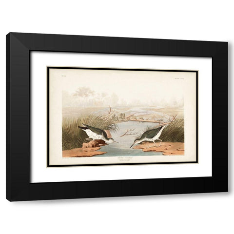 Pl. 310 Spotted Sandpiper Black Modern Wood Framed Art Print with Double Matting by Audubon, John James