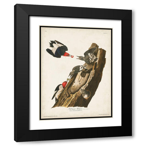 Pl. 27 Red-headed Woodpecker Black Modern Wood Framed Art Print with Double Matting by Audubon, John James