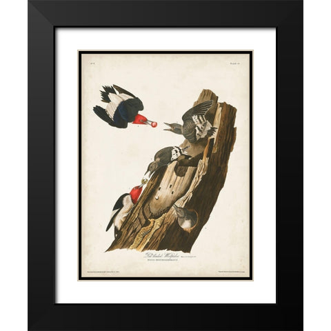 Pl. 27 Red-headed Woodpecker Black Modern Wood Framed Art Print with Double Matting by Audubon, John James