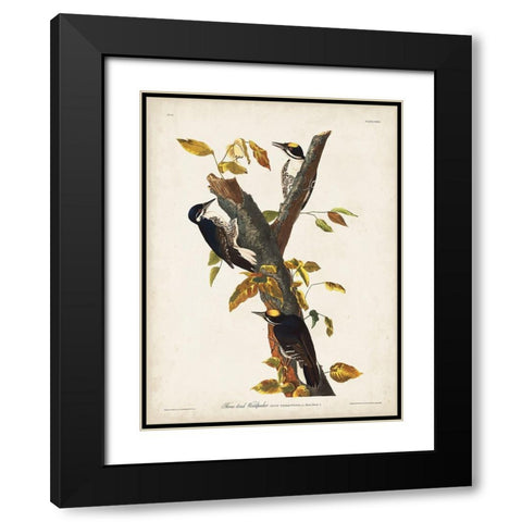 Pl. 132 Three-toed Woodpecker Black Modern Wood Framed Art Print with Double Matting by Audubon, John James