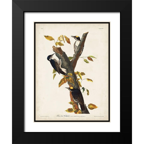 Pl. 132 Three-toed Woodpecker Black Modern Wood Framed Art Print with Double Matting by Audubon, John James