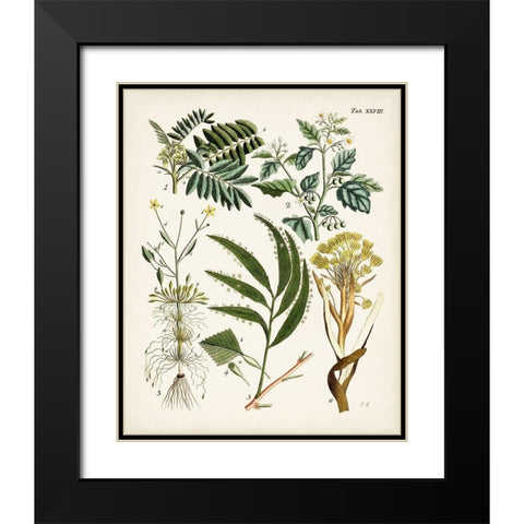 Fanciful Ferns I Black Modern Wood Framed Art Print with Double Matting by Unknown