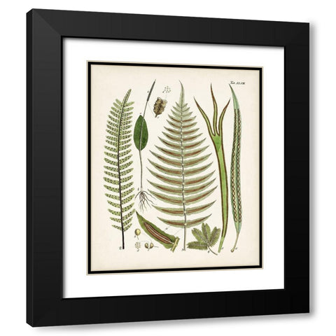 Fanciful Ferns V Black Modern Wood Framed Art Print with Double Matting by Unknown