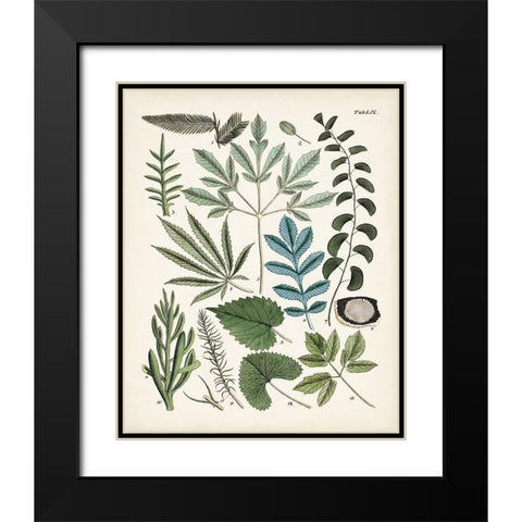 Fanciful Ferns VII Black Modern Wood Framed Art Print with Double Matting by Unknown