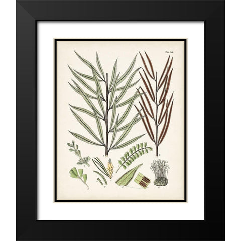 Fanciful Ferns VIII Black Modern Wood Framed Art Print with Double Matting by Unknown