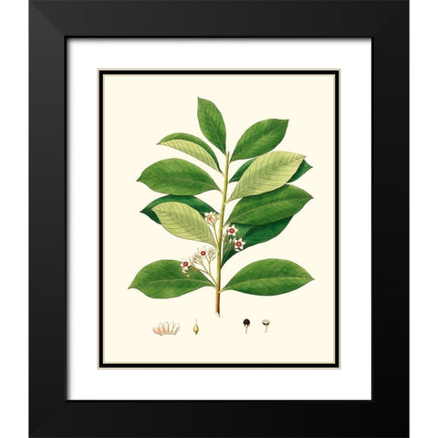 Spring Green Foliage III Black Modern Wood Framed Art Print with Double Matting by Unknown