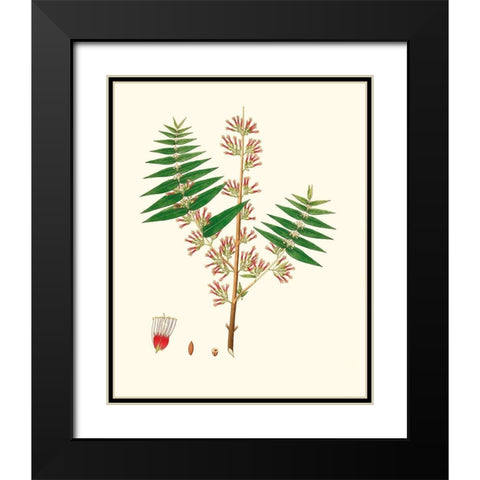 Spring Green Foliage VI Black Modern Wood Framed Art Print with Double Matting by Unknown