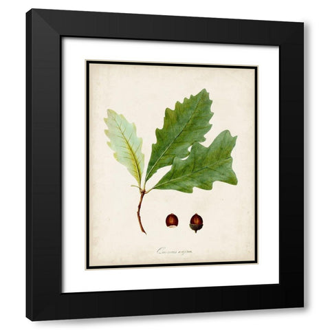 Antique Tree Study II Black Modern Wood Framed Art Print with Double Matting by Unknown