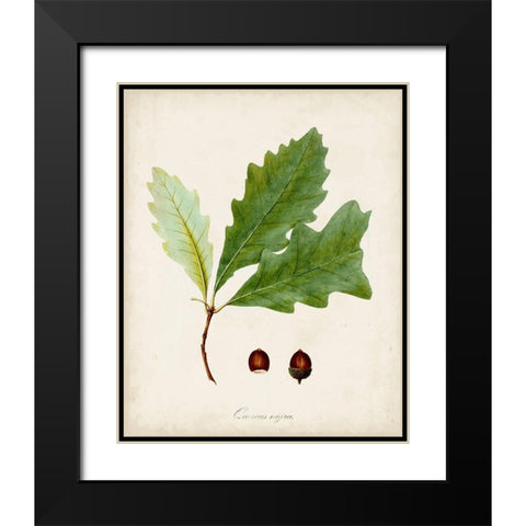Antique Tree Study II Black Modern Wood Framed Art Print with Double Matting by Unknown