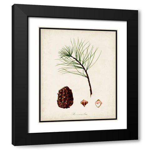 Antique Tree Study IV Black Modern Wood Framed Art Print with Double Matting by Unknown