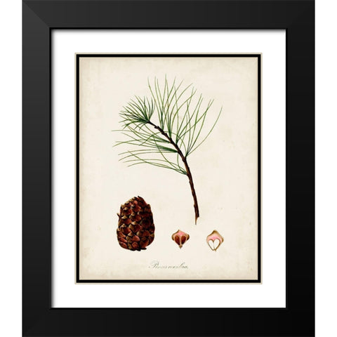 Antique Tree Study IV Black Modern Wood Framed Art Print with Double Matting by Unknown