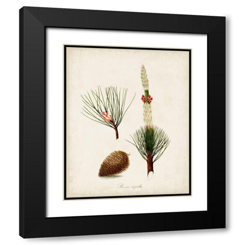Antique Tree Study VIII Black Modern Wood Framed Art Print with Double Matting by Unknown
