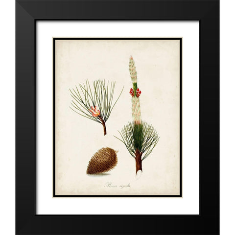 Antique Tree Study VIII Black Modern Wood Framed Art Print with Double Matting by Unknown
