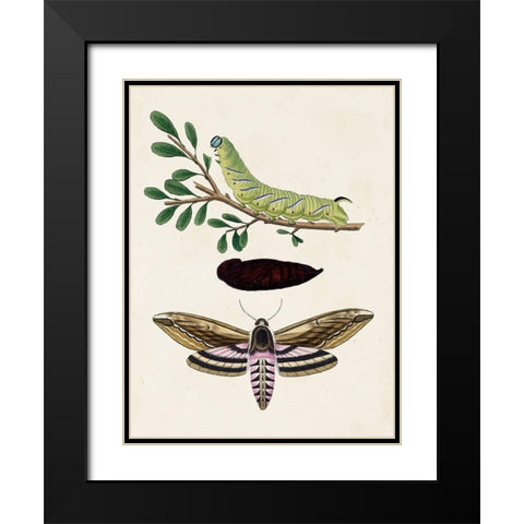 Caterpillar and Moth I Black Modern Wood Framed Art Print with Double Matting by Unknown