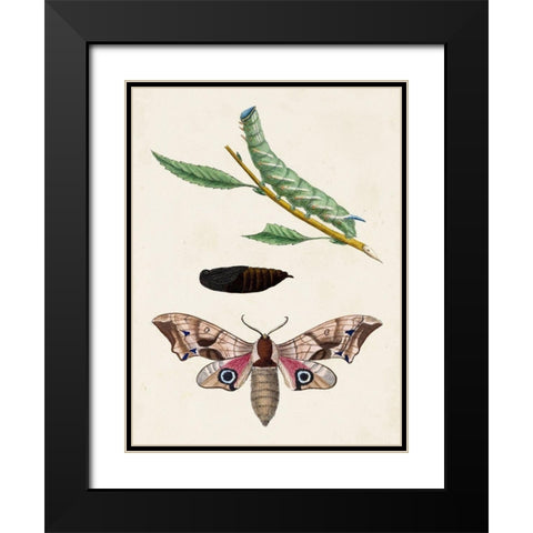 Caterpillar and Moth IV Black Modern Wood Framed Art Print with Double Matting by Unknown