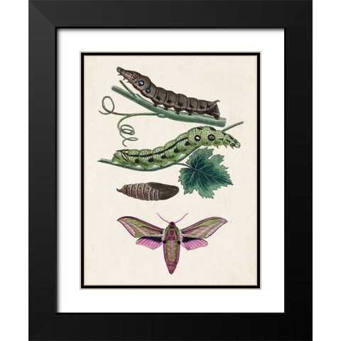 Caterpillar and Moth VI Black Modern Wood Framed Art Print with Double Matting by Unknown