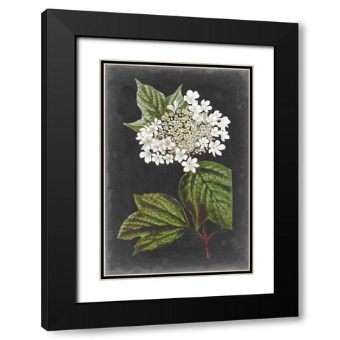 Dramatic White Flowers III Black Modern Wood Framed Art Print with Double Matting by Vision Studio