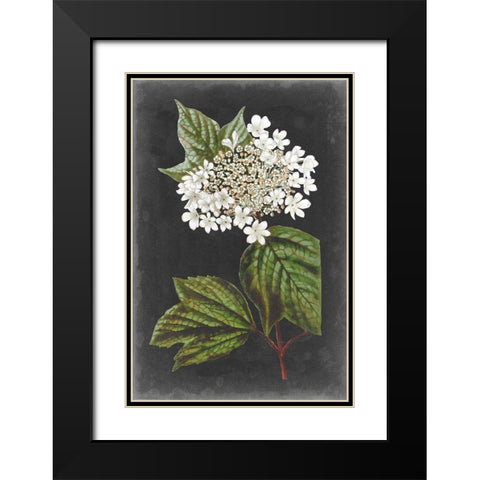 Dramatic White Flowers III Black Modern Wood Framed Art Print with Double Matting by Vision Studio