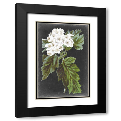 Dramatic White Flowers IV Black Modern Wood Framed Art Print with Double Matting by Vision Studio