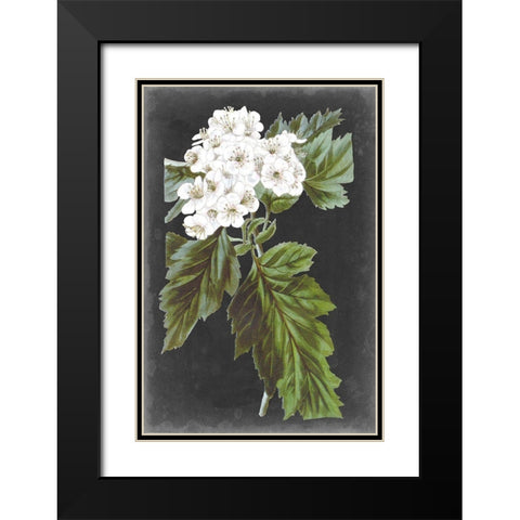 Dramatic White Flowers IV Black Modern Wood Framed Art Print with Double Matting by Vision Studio