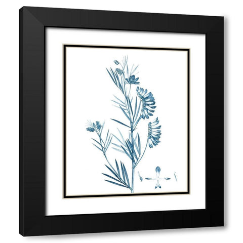 Antique Botanical in Blue IX Black Modern Wood Framed Art Print with Double Matting by Vision Studio