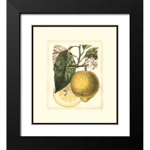 French Lemon Study I Black Modern Wood Framed Art Print with Double Matting by Risso, A.