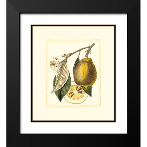 French Lemon Study II Black Modern Wood Framed Art Print with Double Matting by Risso, A.