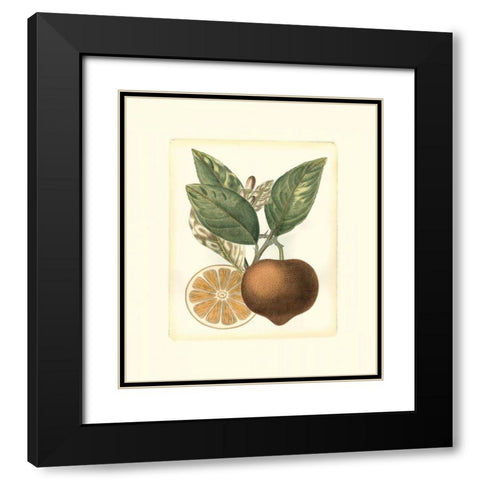 French Orange Study I Black Modern Wood Framed Art Print with Double Matting by Risso, A.
