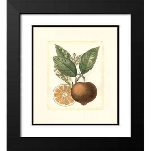 French Orange Study I Black Modern Wood Framed Art Print with Double Matting by Risso, A.