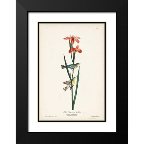Pl. 15 Blue Yellow-back Warbler Black Modern Wood Framed Art Print with Double Matting by Audubon, John James