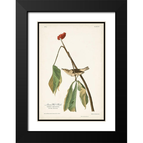 Pl. 19 Louisiana Water Thrush Black Modern Wood Framed Art Print with Double Matting by Audubon, John James