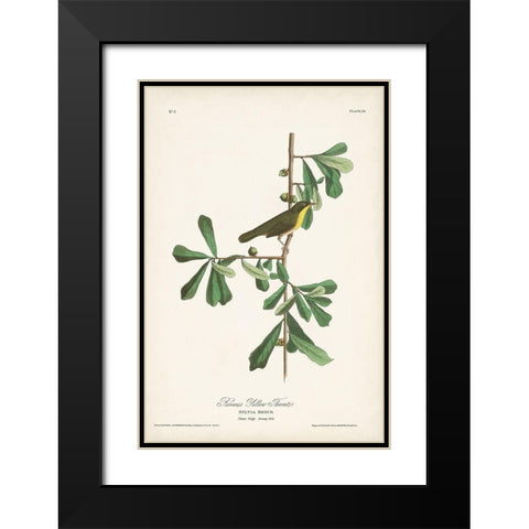 Pl. 24 Roscoes Yellow Throat Black Modern Wood Framed Art Print with Double Matting by Audubon, John James