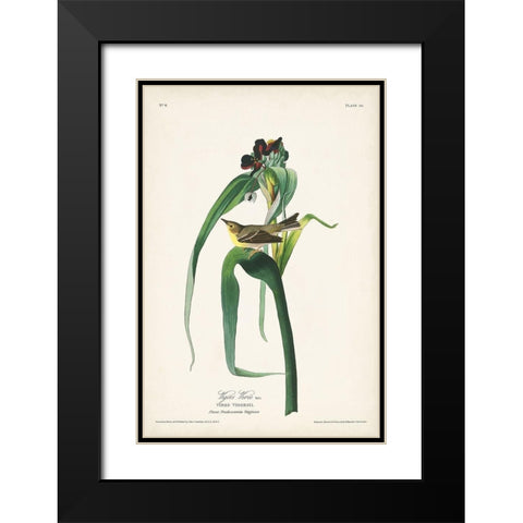 Pl. 30 Vigors Vireo Black Modern Wood Framed Art Print with Double Matting by Audubon, John James