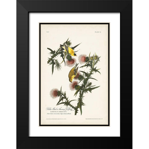 Pl. 33 American Gold Finch Black Modern Wood Framed Art Print with Double Matting by Audubon, John James